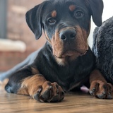 Entry image for Bear