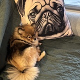 Entry image for Chichi