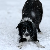 Entry image for Miss Cider