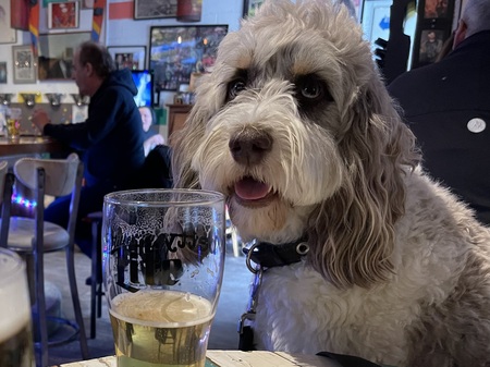 Entry image for Watson. Clicking this image will show a larger photo