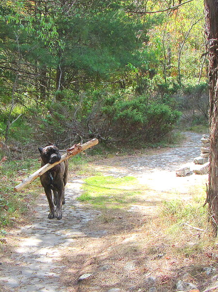 Entry image for IVAN. Clicking this image will show a larger photo