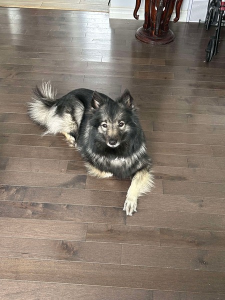 Entry image for Katana . Clicking this image will show a larger photo