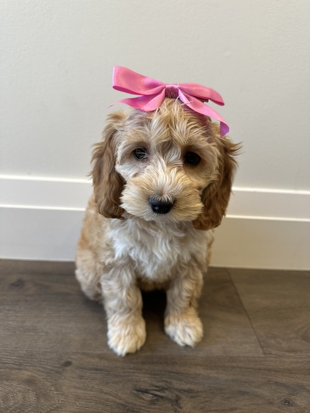 Entry image for Zara. Clicking this image will show a larger photo