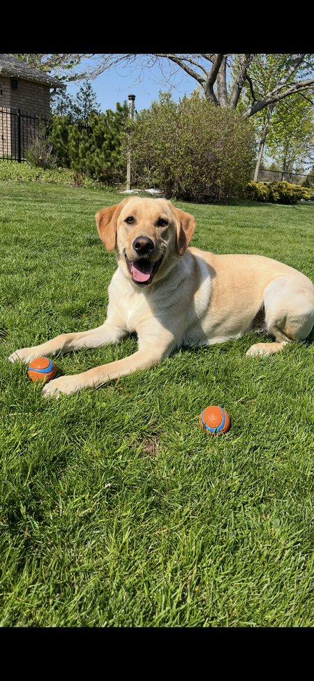 Entry image for Bailey . Clicking this image will show a larger photo