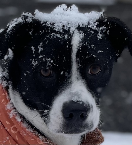 Entry image for Winnie. Clicking this image will show a larger photo