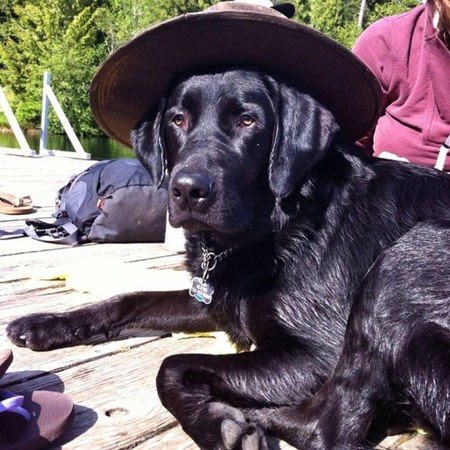 Entry image for Dexter. Clicking this image will show a larger photo