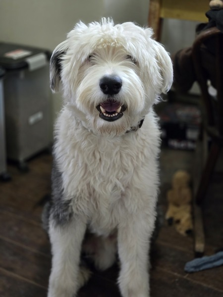 Entry image for Jake . Clicking this image will show a larger photo