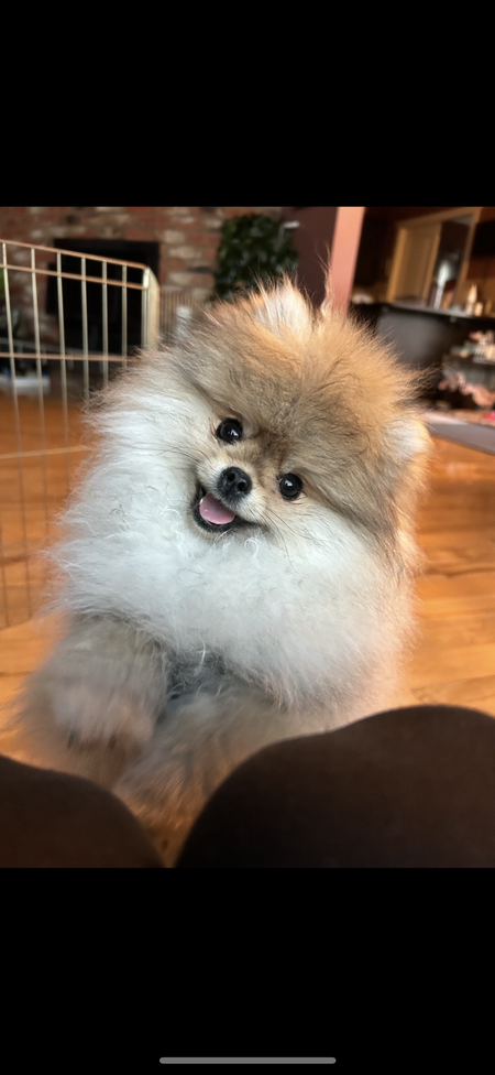 Entry image for Lilly. Clicking this image will show a larger photo