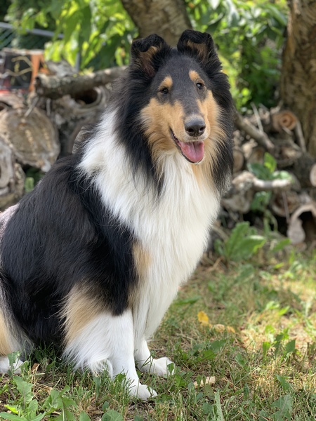 Entry image for Lailah. Clicking this image will show a larger photo