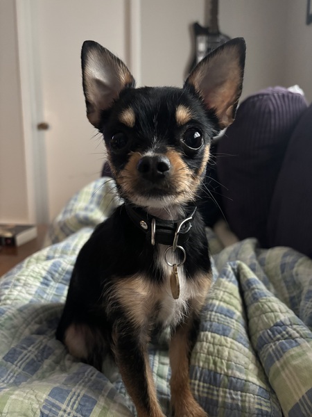 Entry image for Milo. Clicking this image will show a larger photo