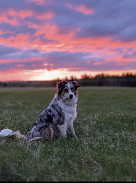 Entry image for Jak. Clicking this image will show a larger photo