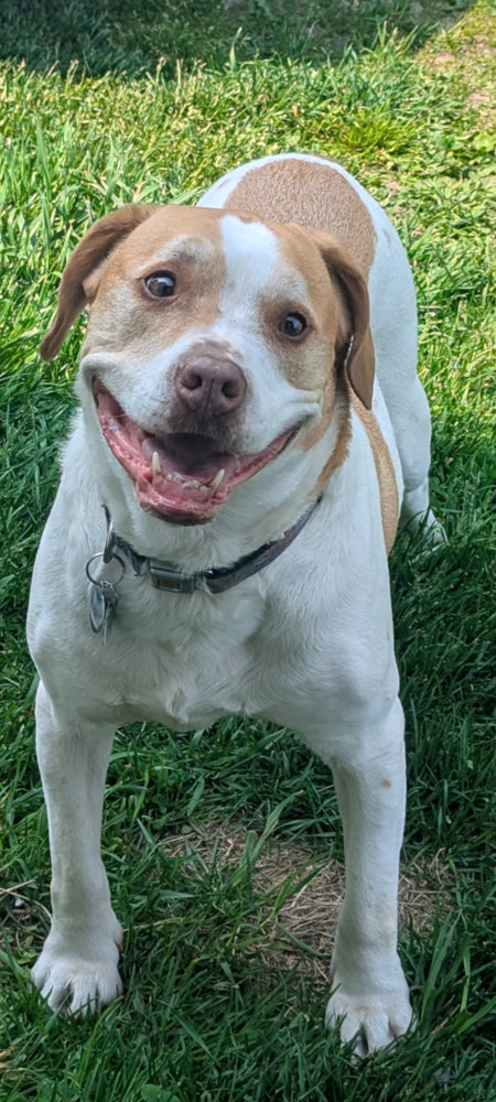 Entry image for Bruiser. Clicking this image will show a larger photo