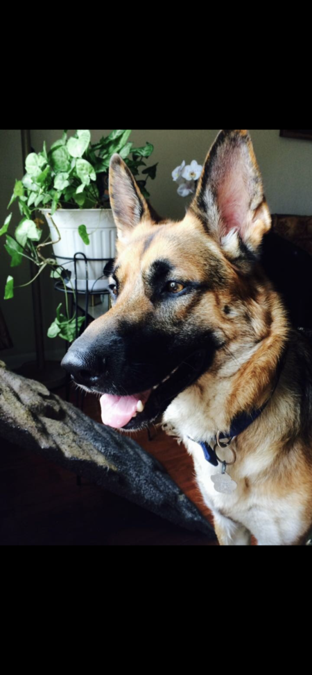 Entry image for Milo. Clicking this image will show a larger photo