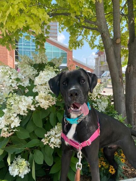 Entry image for Goose. Clicking this image will show a larger photo