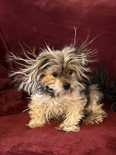 Entry image for Ginger. Clicking this image will show a larger photo