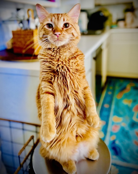 Entry image for Goose. Clicking this image will show a larger photo