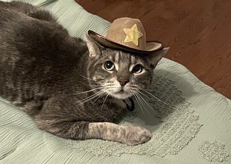 Entry image for Juniper. Clicking this image will show a larger photo