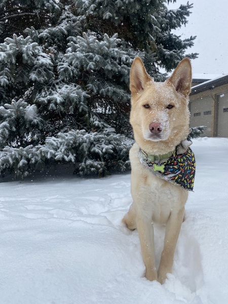 Entry image for Loki. Clicking this image will show a larger photo