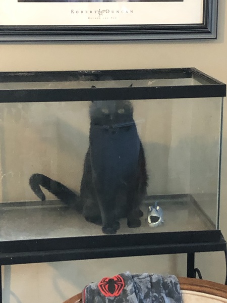 Entry image for Peter. Clicking this image will show a larger photo