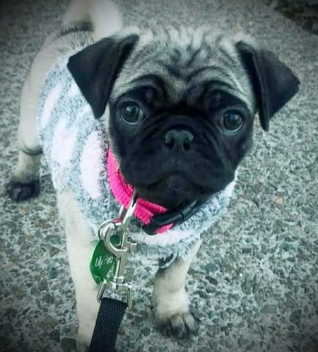 Entry image for Lilypad . Clicking this image will show a larger photo