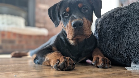 Entry image for Bear. Clicking this image will show a larger photo