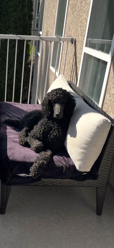 Entry image for Leo. Clicking this image will show a larger photo