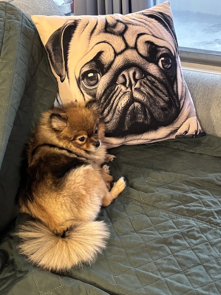 Entry image for Chichi. Clicking this image will show a larger photo