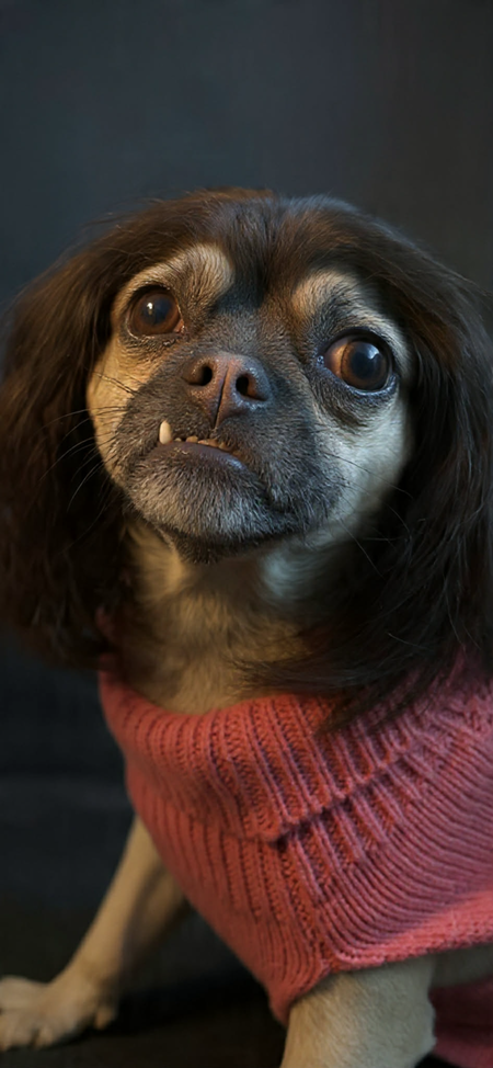 Entry image for Millie. Clicking this image will show a larger photo