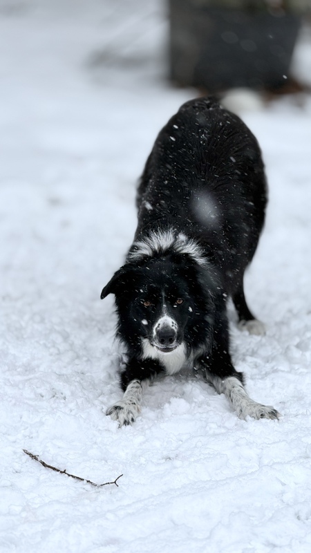 Entry image for Miss Cider. Clicking this image will show a larger photo