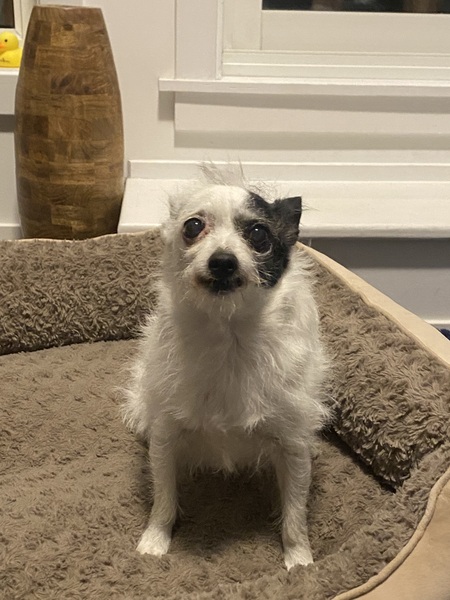 Entry image for Winnie. Clicking this image will show a larger photo