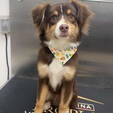 Entry image for Bentley