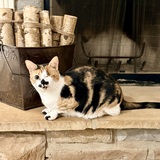 Entry image for Lola 