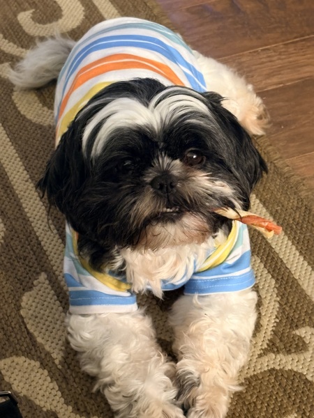 Entry image for Missy. Clicking this image will show a larger photo