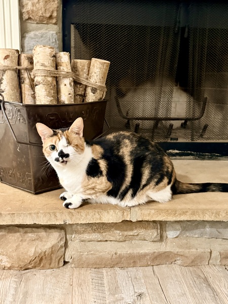 Entry image for Lola . Clicking this image will show a larger photo