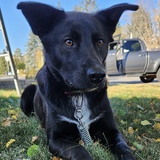 Entry image for Nibbler