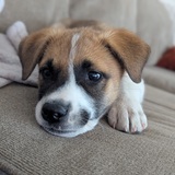 Entry image for Mabel