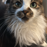 Entry image for Sage