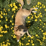 Entry image for Lyra