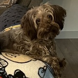 Entry image for Molly