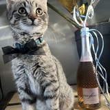 Entry image for Buddy