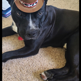 Entry image for Sparky