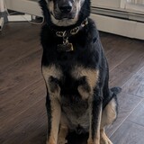 Entry image for Bubba Gump 