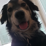 Entry image for Hank