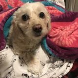 Entry image for Bunny