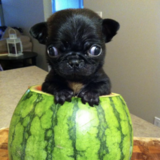 Entry image for Turbo