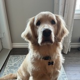 Entry image for Meli