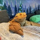 Entry image for Lincoln Montgomery (Aka: Link)