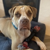 Entry image for Briggs