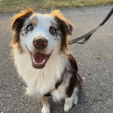 Entry image for Ruby 