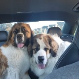 Entry image for OdieOdin